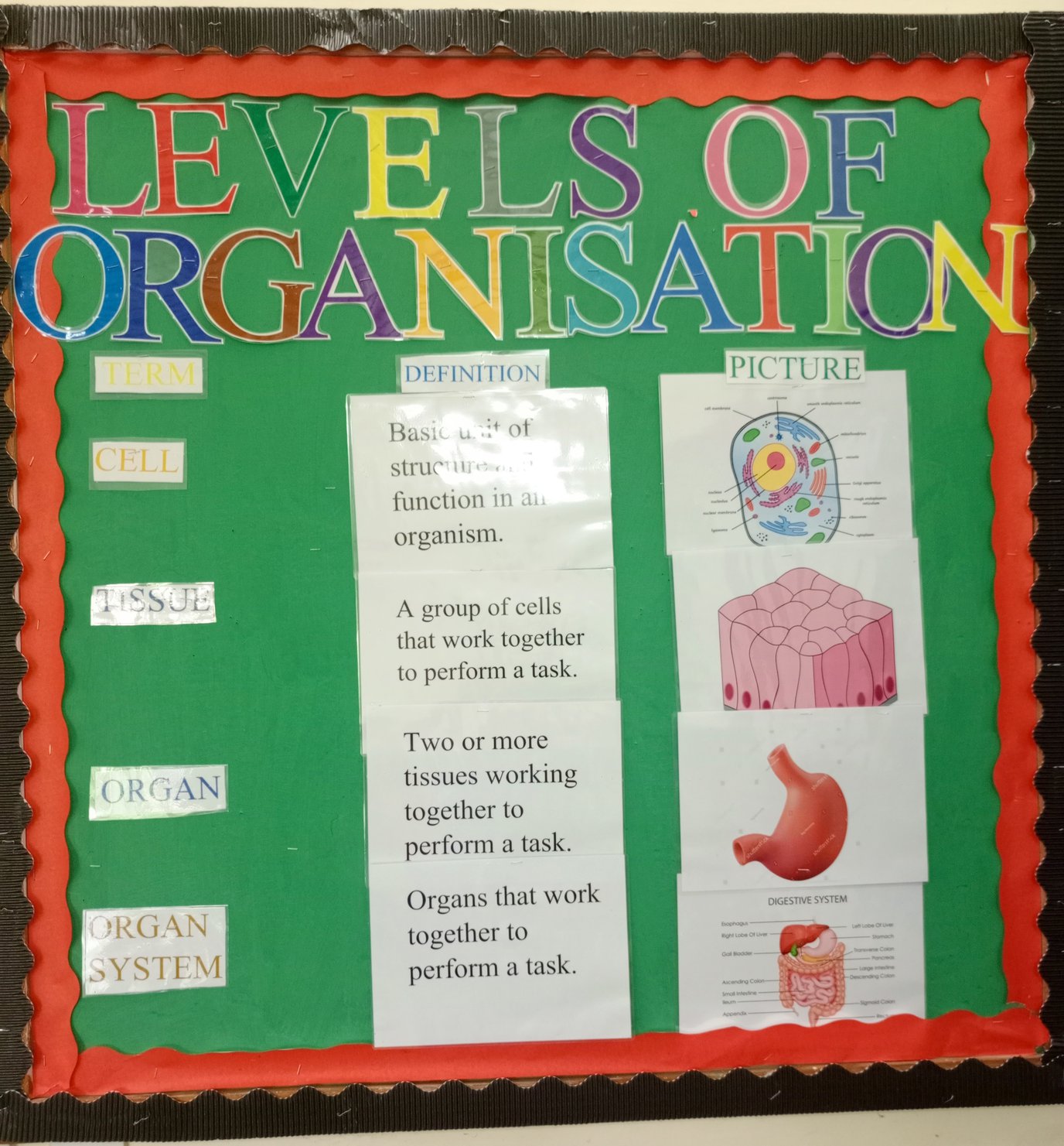 Levels of organisations.jpg