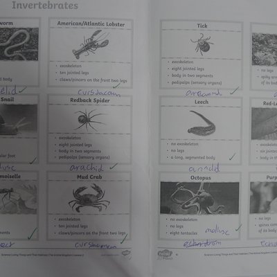 Y6 used a classification key to identify non-vertebrates.JPG