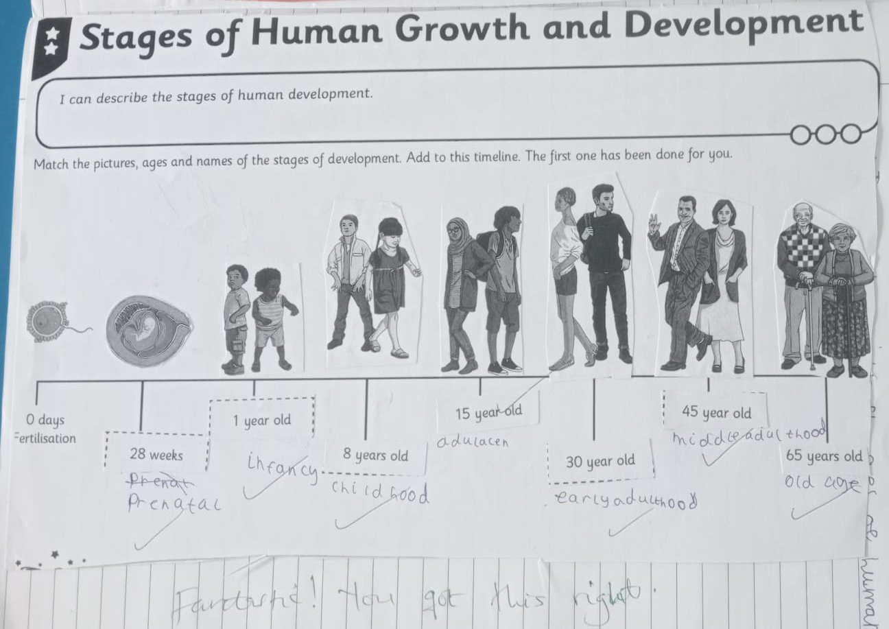 y5 stages of development_.jpg